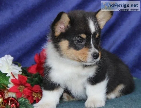 Pembroke welsh corgi puppies text (612-5