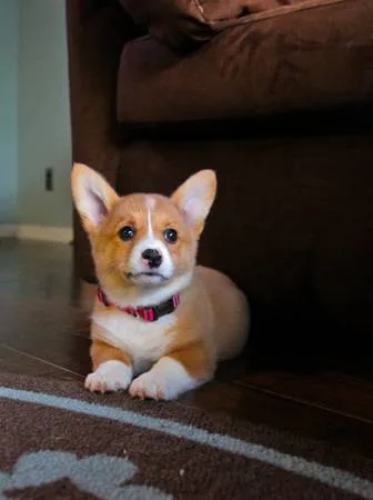 Welsh corgi puppies born 4/14