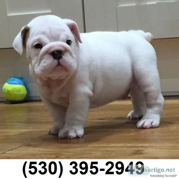 Cordial english bulldog puppies ready nw