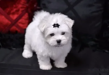 Adorable trained bichon frise puppies