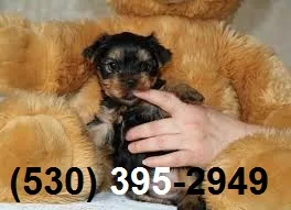Superb yorkie puppies ready to go now