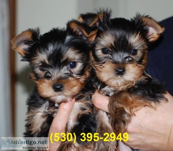 Eeleven weeks old yorkie puppies readyvb