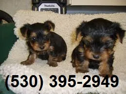 Electrified playful yorkie puppies ready