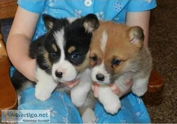 Pembroke welsh corgi puppies