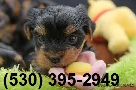 Spectacular yorkie puppies available