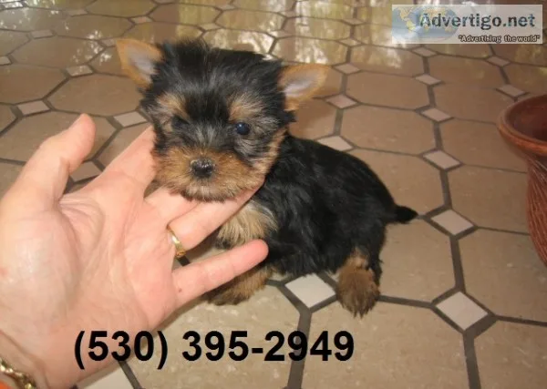 Ghjd friendly yorkie puppies