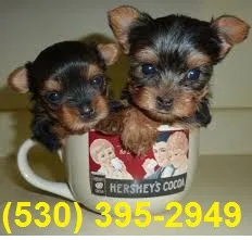 Aef pliable 2 yorkie puppies