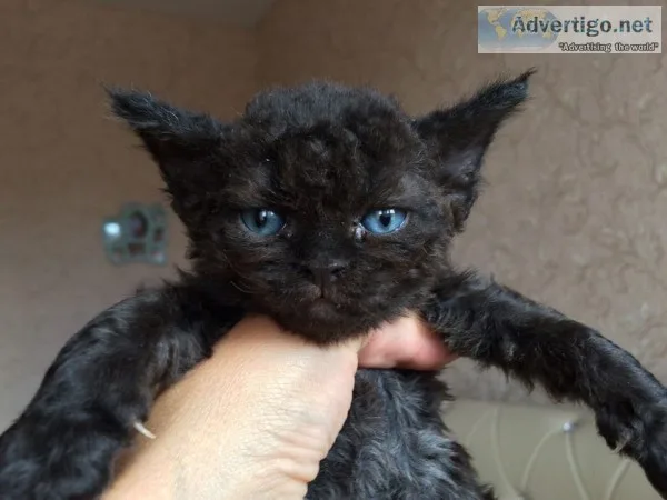 Devon rex kittens available 