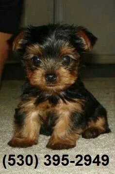 Extremely good looking yorkie puppies