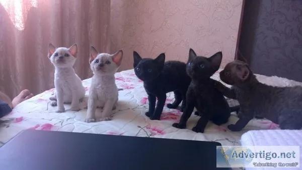 Devon rex kittens available 