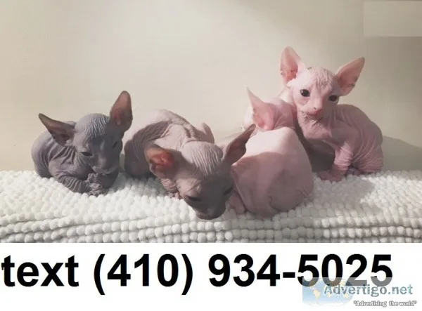 Lovely sphynx kittens for sale