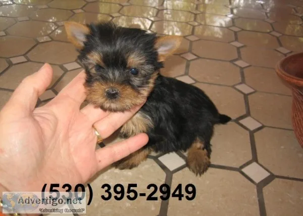 Daunting yorkie puppies available ready