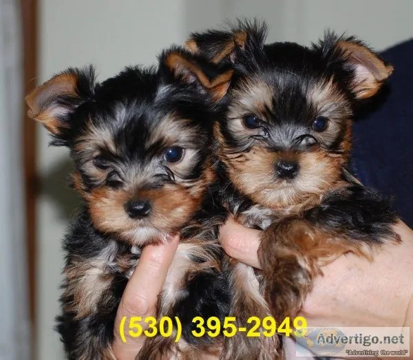 Flexible yorkie puppies