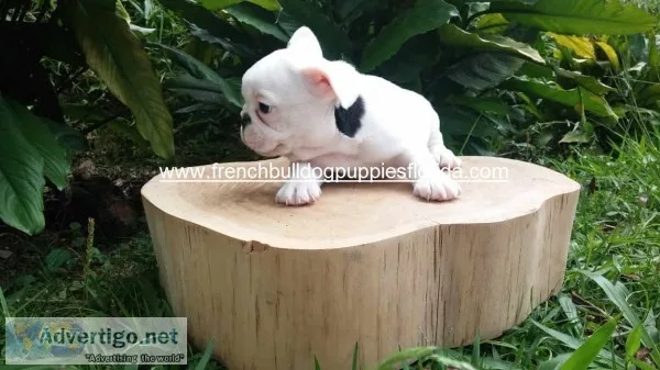 French bulldog for sale $2000