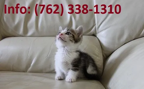 Alslr munchkin kittens for sale