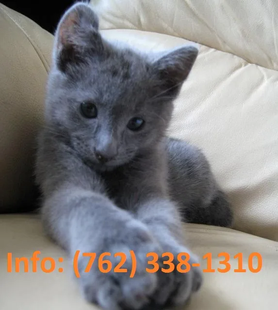 Qkodh russian blue kittens for sale 