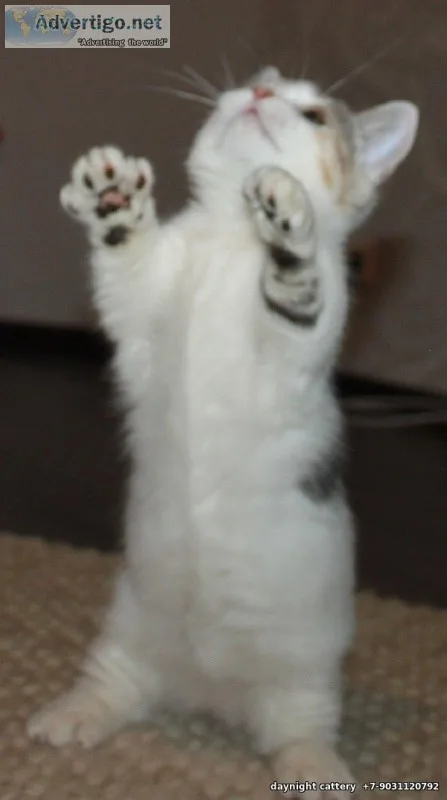 Kftja munchkin kittens for sale
