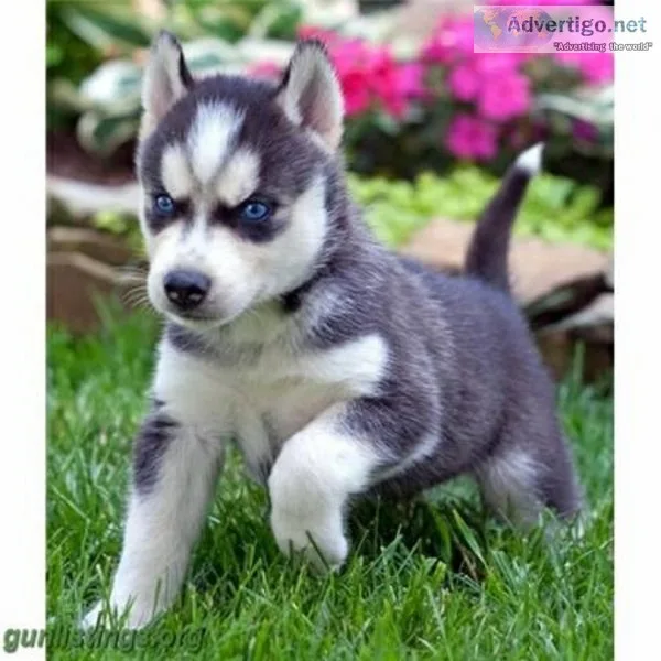 Siberian husky ready now for home