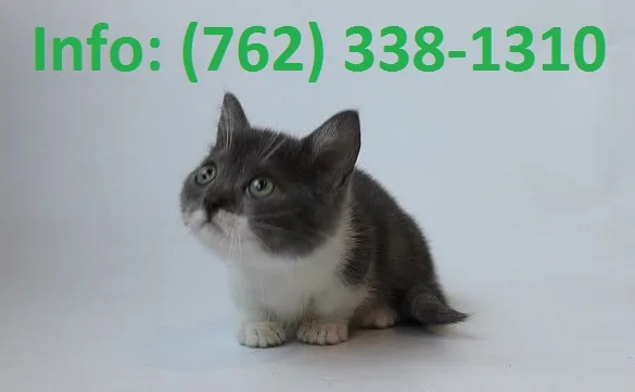 Uhemb munchkin kittens for sale 