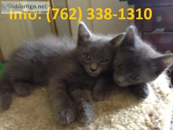 Yfnks russian blue kittens for sale 
