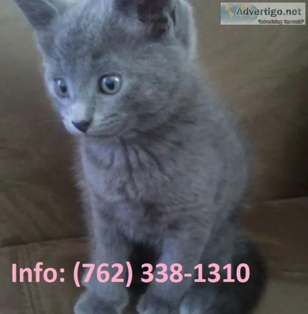 Hdkwz russian blue kittens for sale
