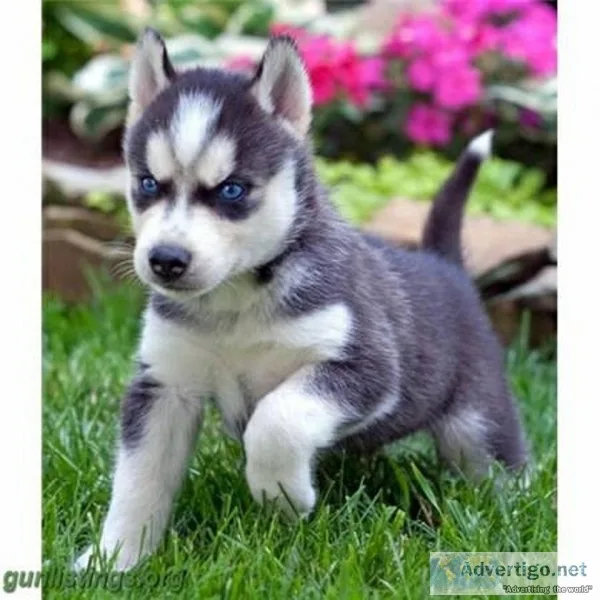 Siberian husky ready for adoption 