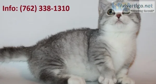 Yjnvc munchkin kittens for sale