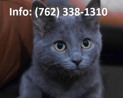 Blfrm russian blue kittens for sale