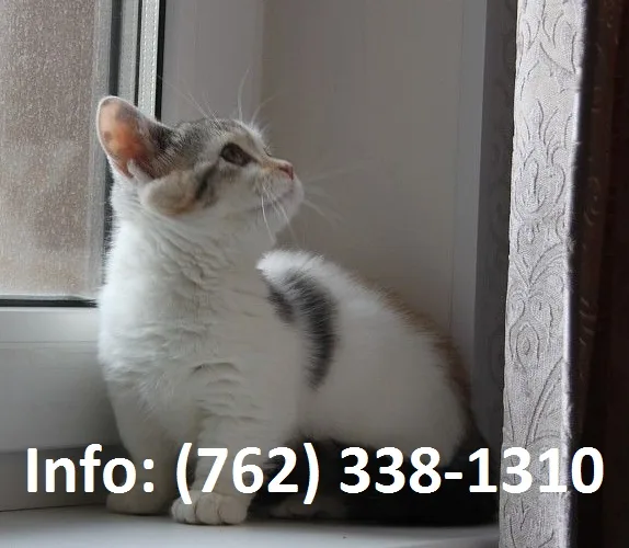 Aswhc munchkin kittens for sale