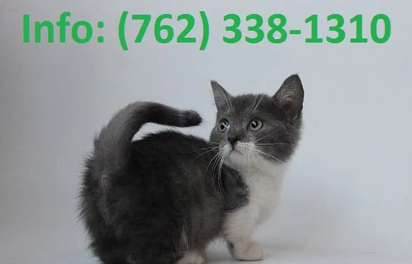 Bdgro munchkin kittens for sale