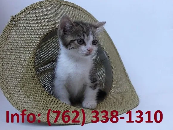 Veknr munchkin kittens for sale