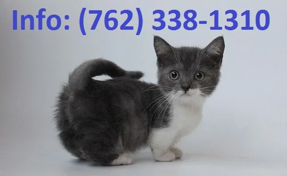 Nstkc munchkin kittens for sale
