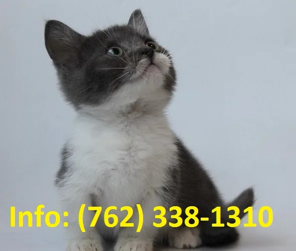 Fvmbs munchkin kittens for sale