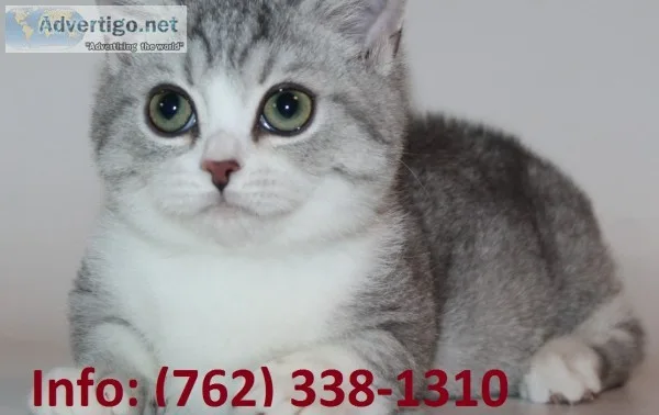 Xdrtl munchkin kittens for sale 