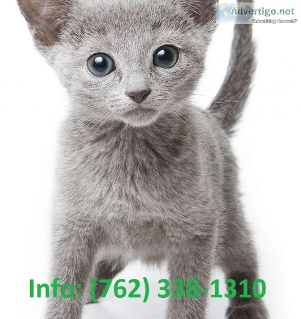Zslyt russian blue kittens for sale 