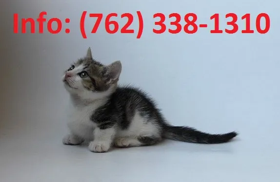 Rafng munchkin kittens for sale