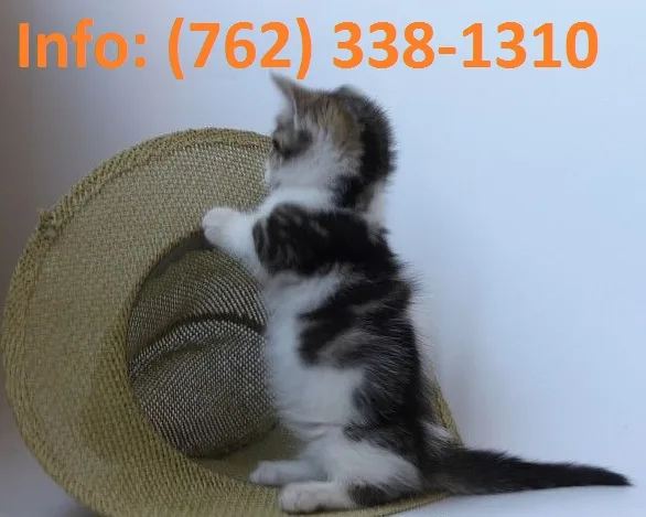 Klsmg munchkin kittens for sale