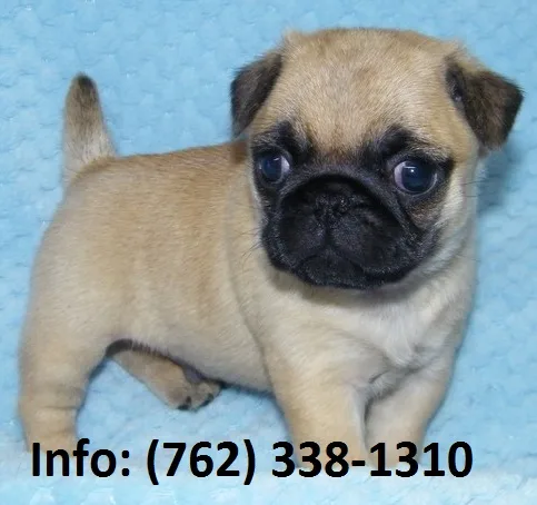 Wsbpu pug puppies for sale 