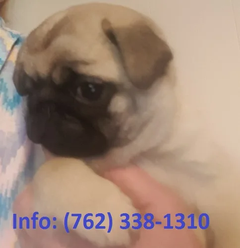 Qkdhf pug puppies for sale 