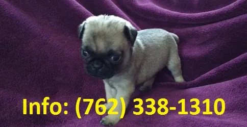 Gkalw pug puppies for sale