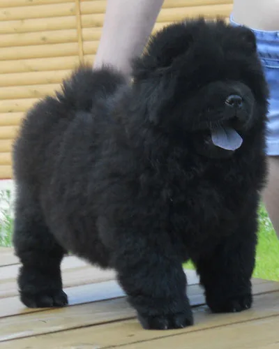 Beautiful female chow chow puppy 