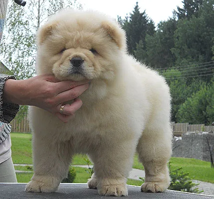 Akc papers chow chow puppies 