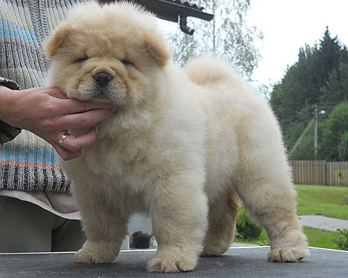 Availabilityd female chow chow puppie