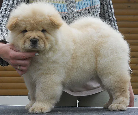 Cute chow chow puppies 