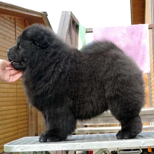 2 creams one black chow chow puppies