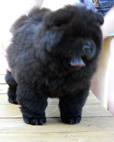 Akc papers chow chow puppies 