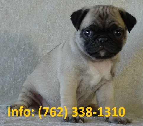 Jlwbsx pug puppies for sale