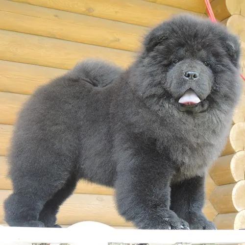  litter turned out chow chow puppies 