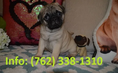 Xcnrm pug puppies for sale