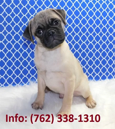 Fwxng pug puppies for sale